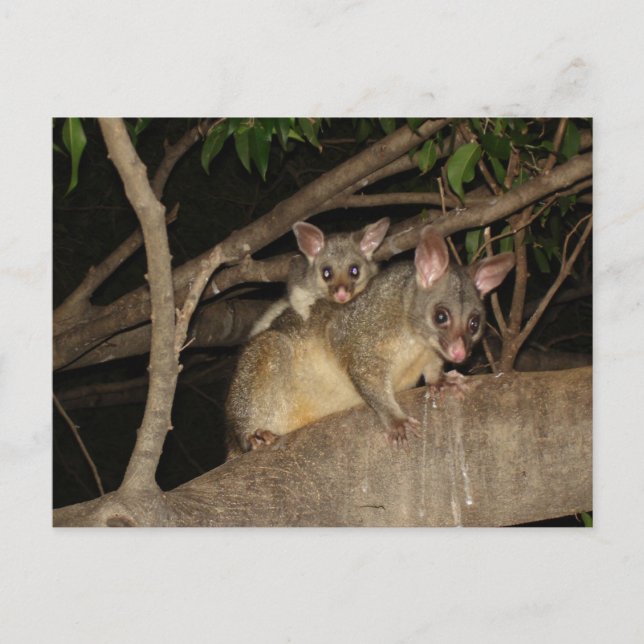 Carte Postale Possum Brushtail (Devant)