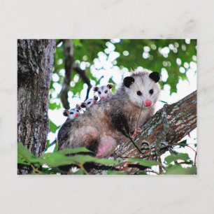 Carte Postale Possum, maman et bébés