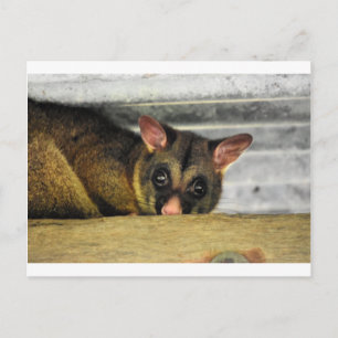 CARTE POSTALE POSSUM QUÉENLAND AUSTRALIE