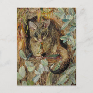 Carte Postale Possum up a Gum Tree by Marianne North