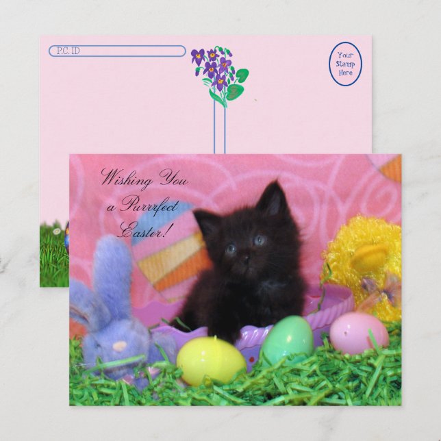 Carte Postale Post-croisement - Angel le chaton des voeux de Pâq (Devant / Derrière)