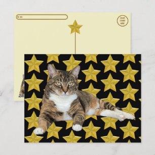 Carte Postale Post-croisement - Annie's Star : Cat Postcard