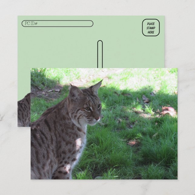 Carte Postale Post-croisement - Beau Bobcat dans un champ (Devant / Derrière)