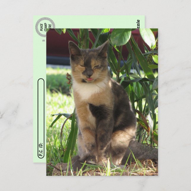 Carte Postale Post-croisement - Callie Muffin dans le chat Silly (Devant / Derrière)