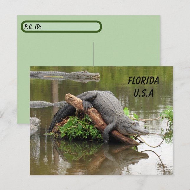 Carte Postale Post-croisement Florida Alligator avec boîte d'ide (Devant / Derrière)