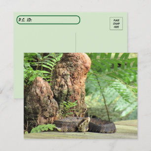 Carte Postale Post-croisement - Floride Cottonmouth dans le mara