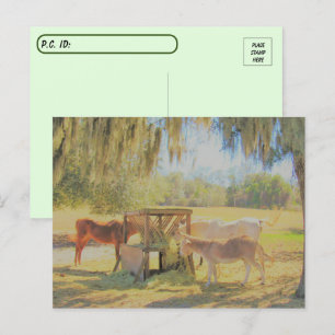 Carte Postale Post-croisement =La station d'alimentation 2 cheva