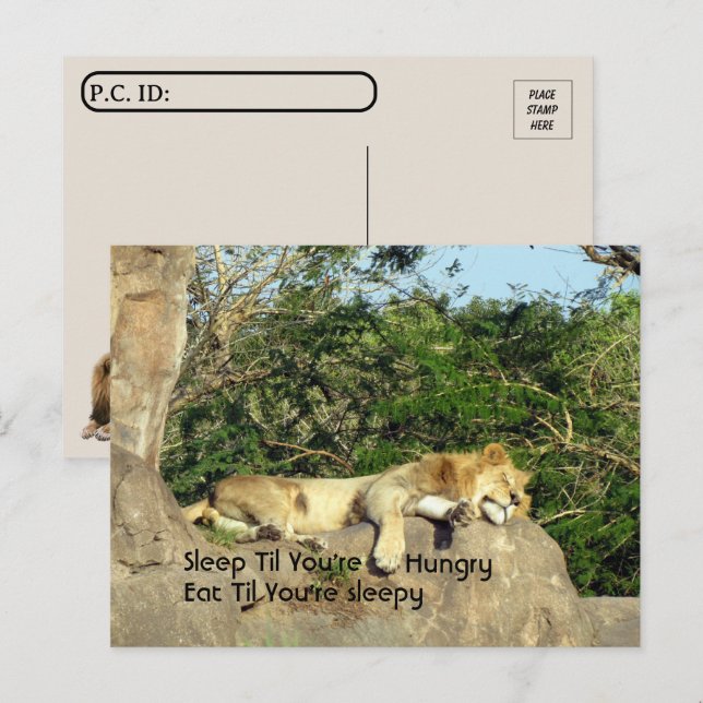 Carte Postale Post-croisement - Lion Sleep jusqu'à ce que vous a (Devant / Derrière)