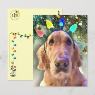 Carte Postale Post-croisement - Noël du Nova Golden Retriever