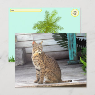 Carte Postale Post-croisement - Photo d'un Bobcat de Floride