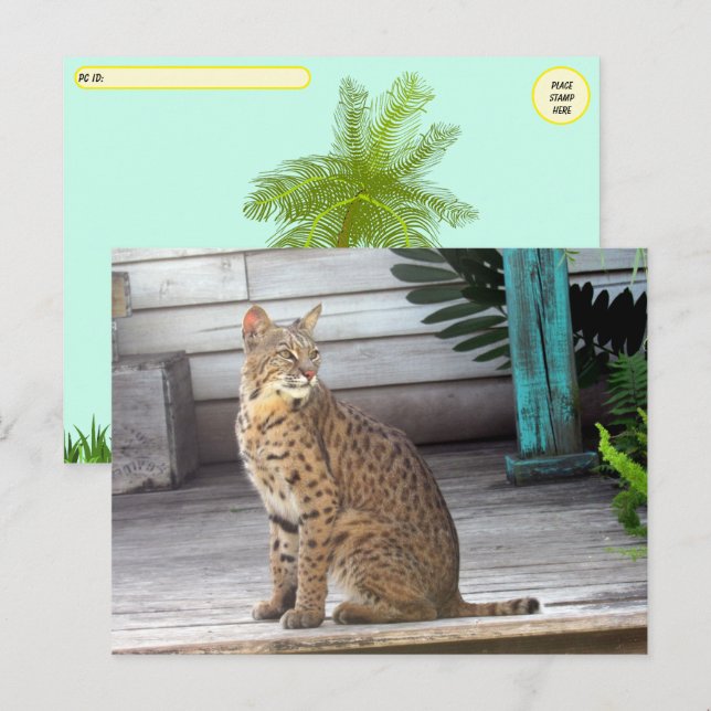 Carte Postale Post-croisement - Photo d'un Bobcat de Floride (Devant / Derrière)