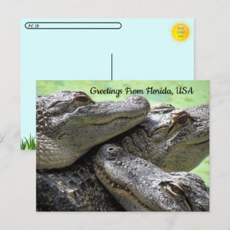 Carte Postale Post-croisement - Salutations de Floride Alligator