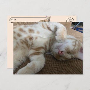 Carte Postale Post-croisement - Taz The Adorable Ginger Tabby - 