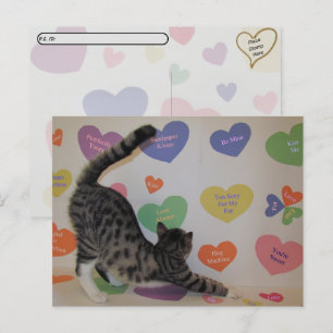 Carte Postale Post-croisement - Wyatt The Cat's Conversation Hea