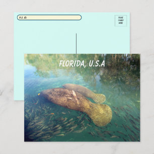 Carte Postale Post-traversée Floride Manatee et bébé avec boîte 