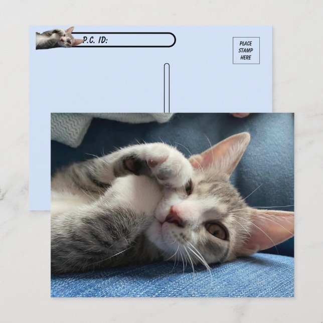 Carte Postale Post-traversée Tito Bandito Le Cutest Kitten / Cha (Devant / Derrière)