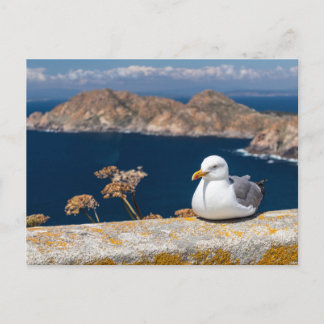Carte Postale Postal gaviota en las Islas Cíes