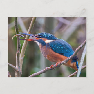 Carte Postale Postcard