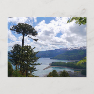 Carte Postale Postcard Araucaria araucana, Chili