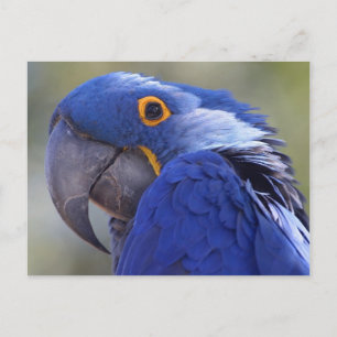 Carte Postale Postcard Blue Parrot