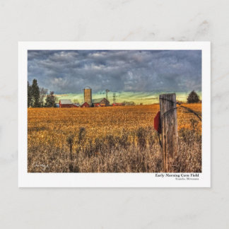 Carte Postale PostCard du champ de maïs au début du matin