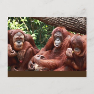 Carte Postale PostCard sur les Orangutans pour Cindy Noodleberry