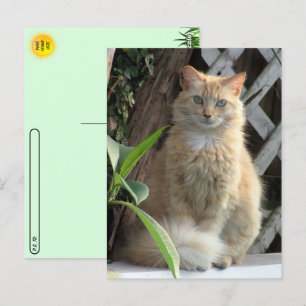 Carte Postale Postcroisement Beauté le Stray Cat's Postcard
