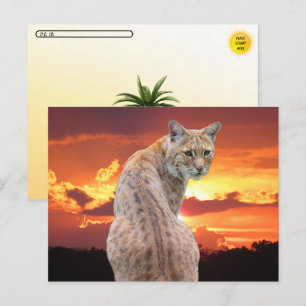 Carte Postale Postcrossing - Bobcat de Floride avec un coucher d