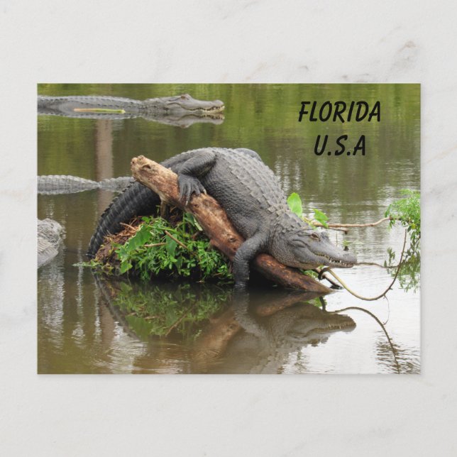 Carte Postale Postcrossing Floride Alligator avec boîte ID (Devant)