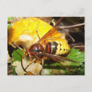 Carte Postale Poste de Tarjeta De Avispas