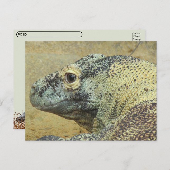 Carte Postale Poste - Komodo Dragon (Devant / Derrière)