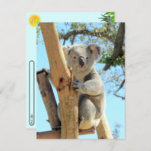 Carte Postale Poste - Photo de Koala