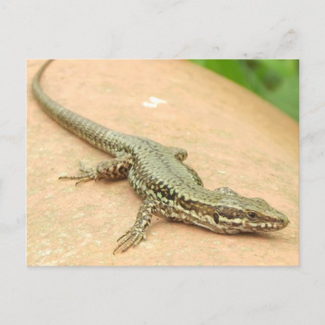 Carte Postale Poste Tarjeta Lagartija (Devant)