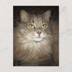 Carte Postale Poster