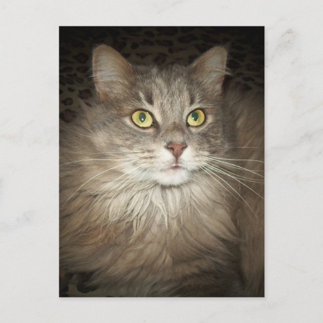 Carte Postale Poster (Devant)