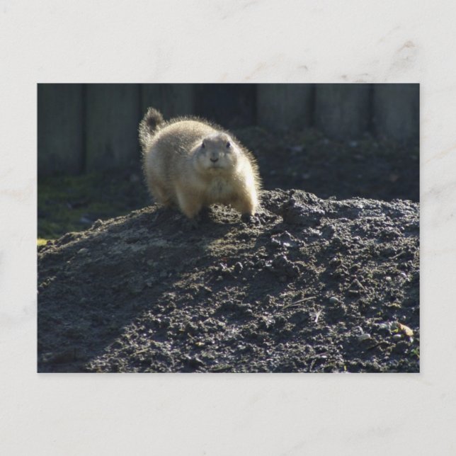 Carte Postale Poster de Gopher (Devant)