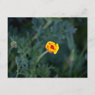 Carte Postale Poster de pavot Dreamen en Californie
