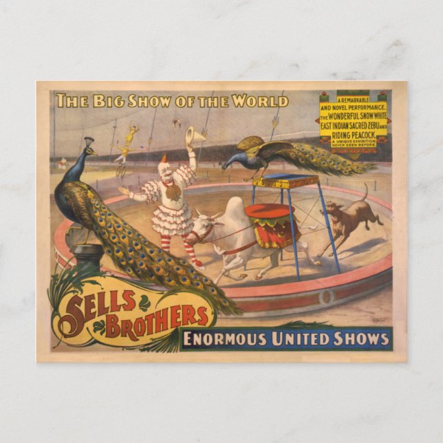 Carte Postale Poster du cirque Clown, Zebu et Peacock (Devant)