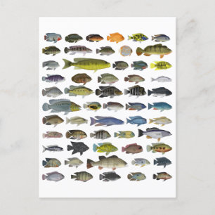 Carte Postale Poster du groupe Cichlid