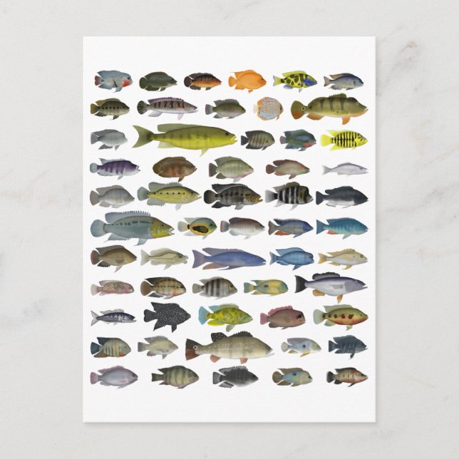 Carte Postale Poster du groupe Cichlid (Devant)