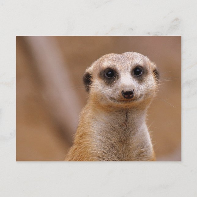 Carte Postale Poster Meerkat (Devant)