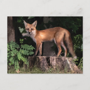 Carte Postale Poster Red Fox
