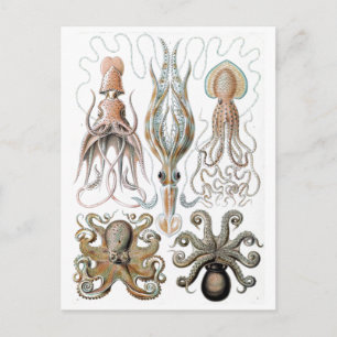 Carte Postale Poster vintage Ernst Haeckel Squids et poulpe