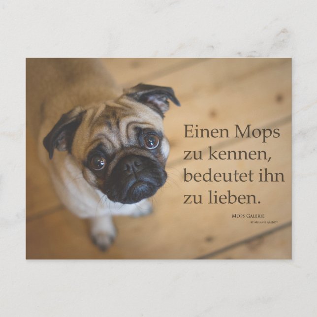 Carte Postale Postkarte "Einen Mops zu kennen .... (Devant)