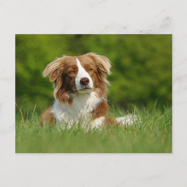 Carte Postale Postkarte / Hunde Bordure Collie Portrait (Devant)