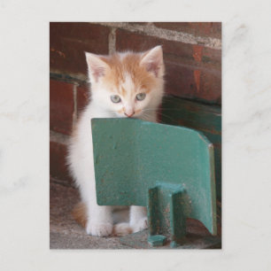 Carte Postale Postkarte "junge Katze"