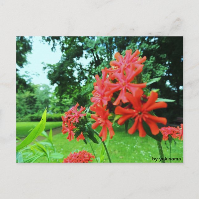 Carte Postale Postkarte - Rote Blume (Devant)