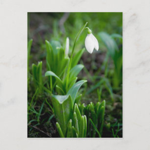 Carte postale Postkarte Schneegloeckchen