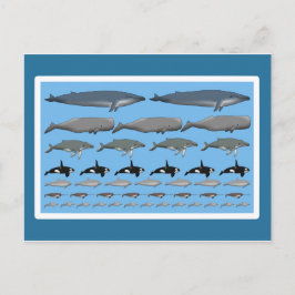 Carte Postale Postkarte "Wale"