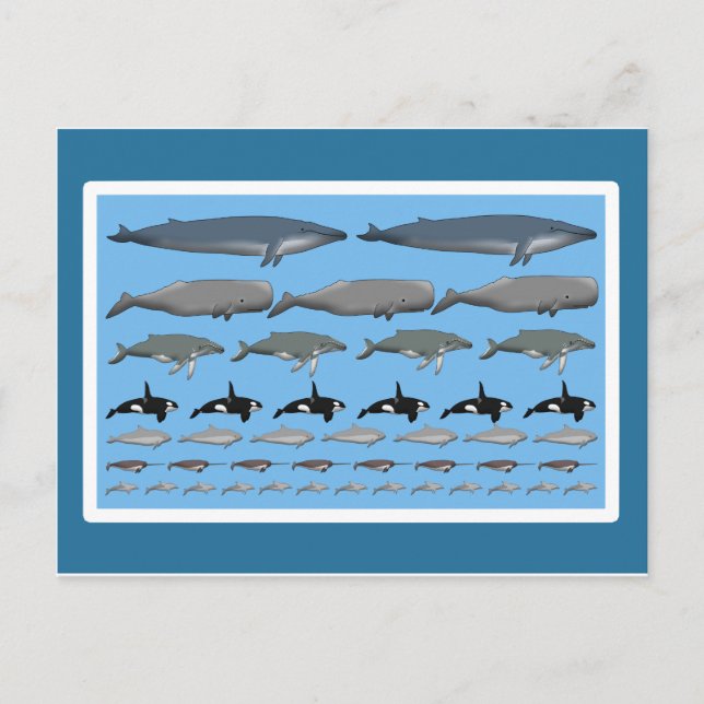 Carte Postale Postkarte "Wale" (Devant)